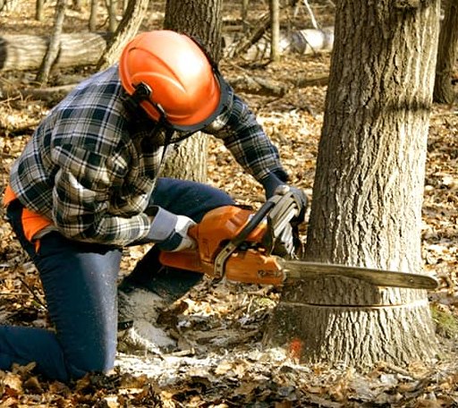 Tree Removal in Granby, MA